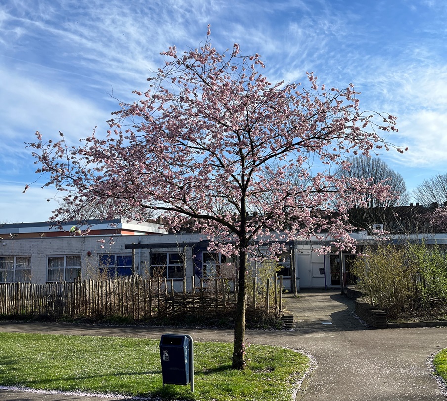 afbeelding tuin witte vlinder