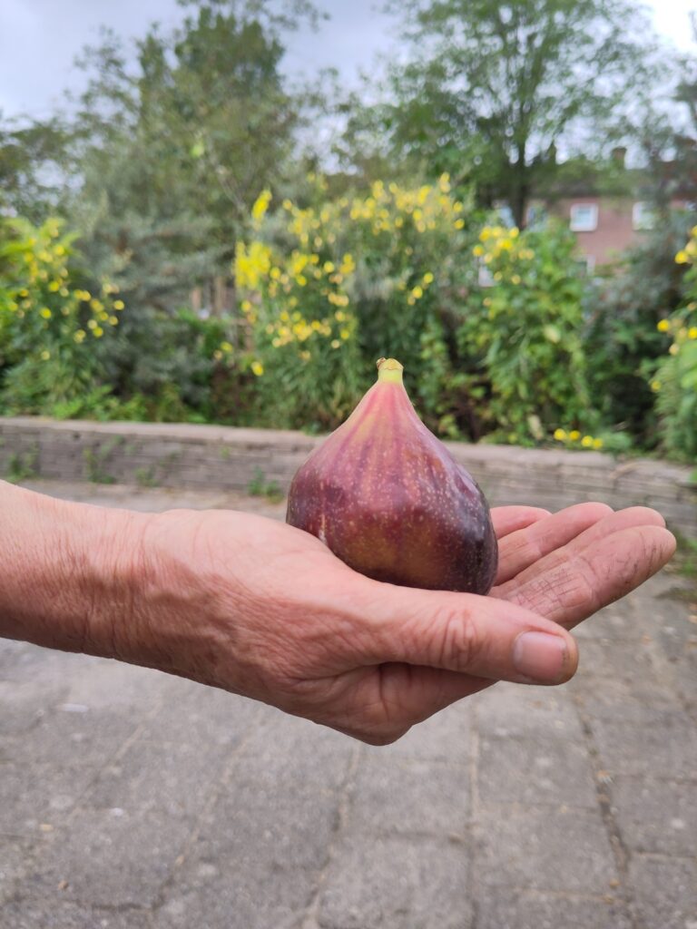 foto tuin vrucht